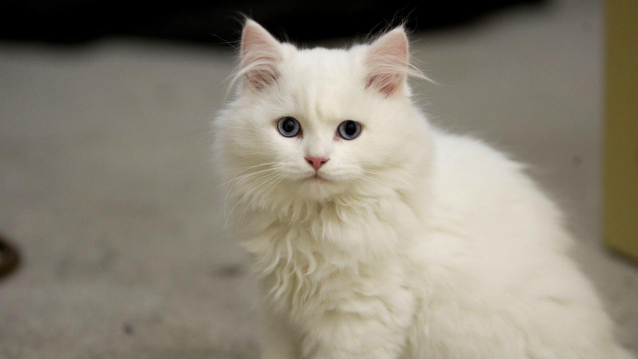 White fluffy cat with blue eyes Desktop wallpaper 1280x720