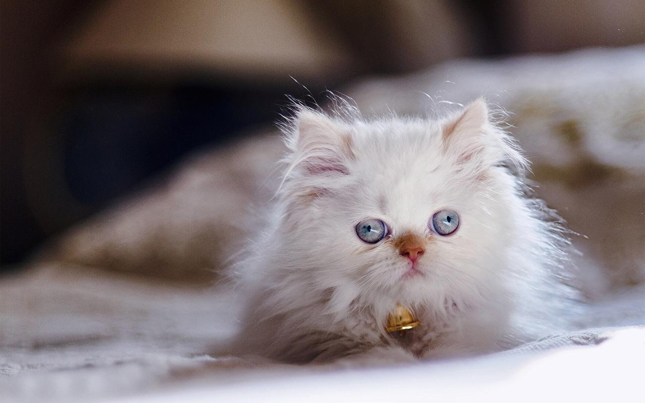 Desktop Wallpaper kitty cat Cats Himalayan cat White Fluffy
