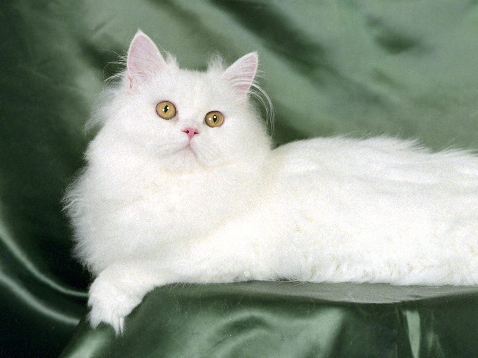 White Fluffy Cat