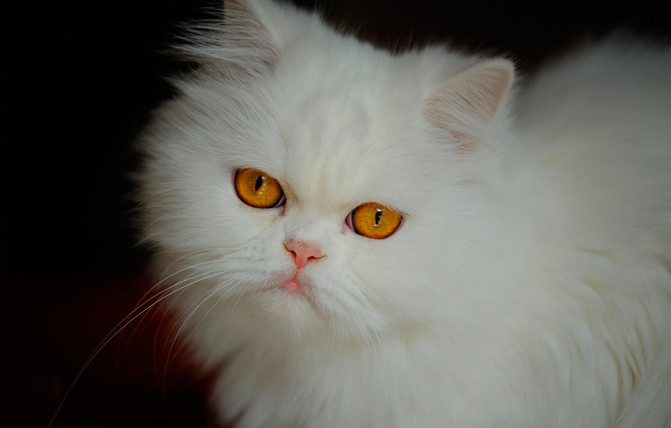 Wallpaper cat, look, muzzle, white, fluffy, Persian cat