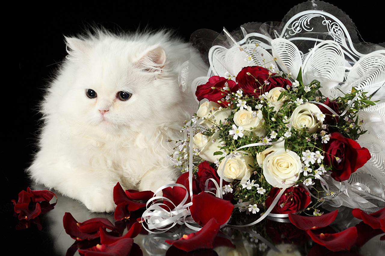 Picture Cats bouquet Roses White Fluffy Flowers animal Glance