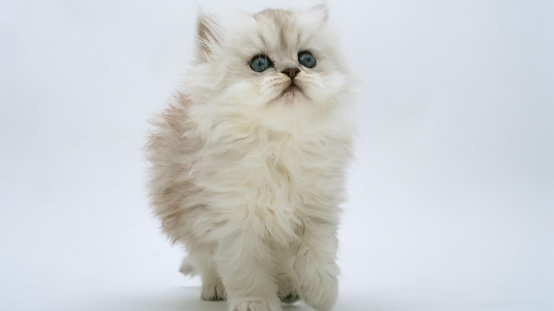 Fluffy White Kitten HD Wallpaperx1080