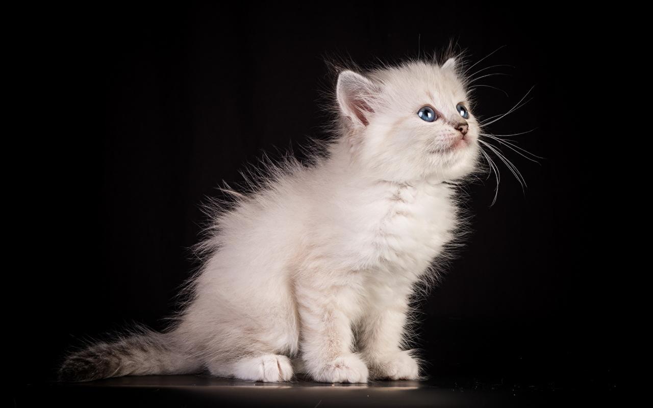 Photo kitty cat cat White Fluffy Animals