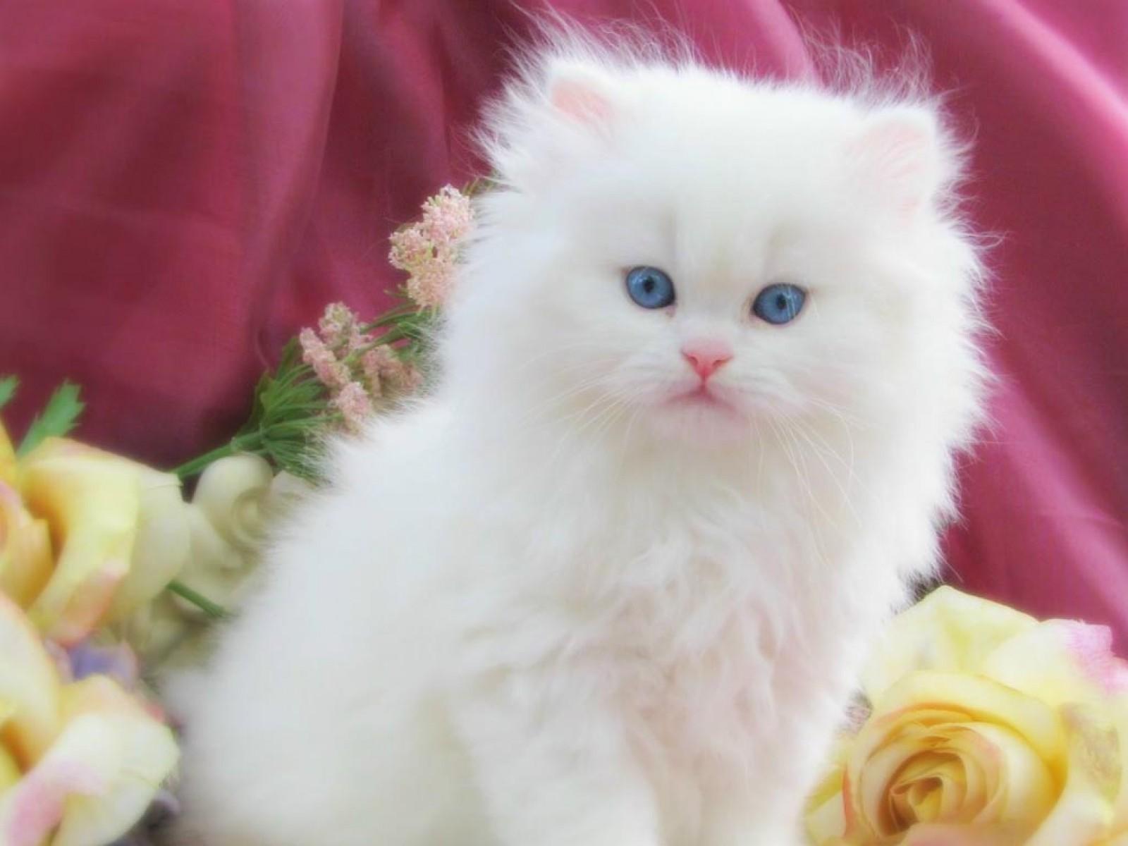 white fluffy cat with blue eyes