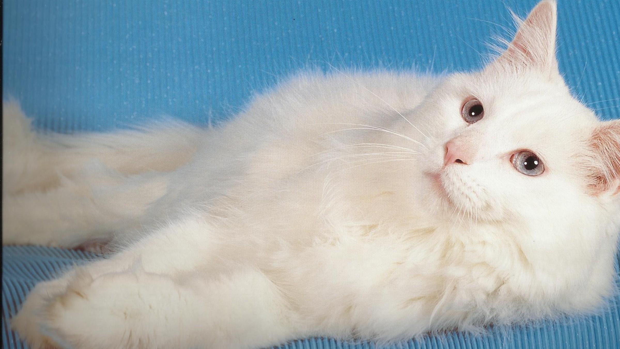 Fluffy White Cat Wallpaper:10 Aspect Ratio, HD