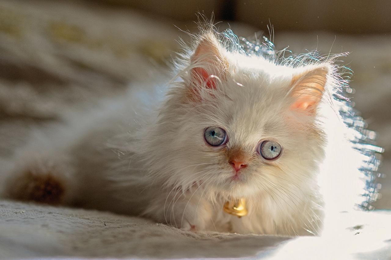 Image kitty cat Cats Himalayan cat White Fluffy Animals