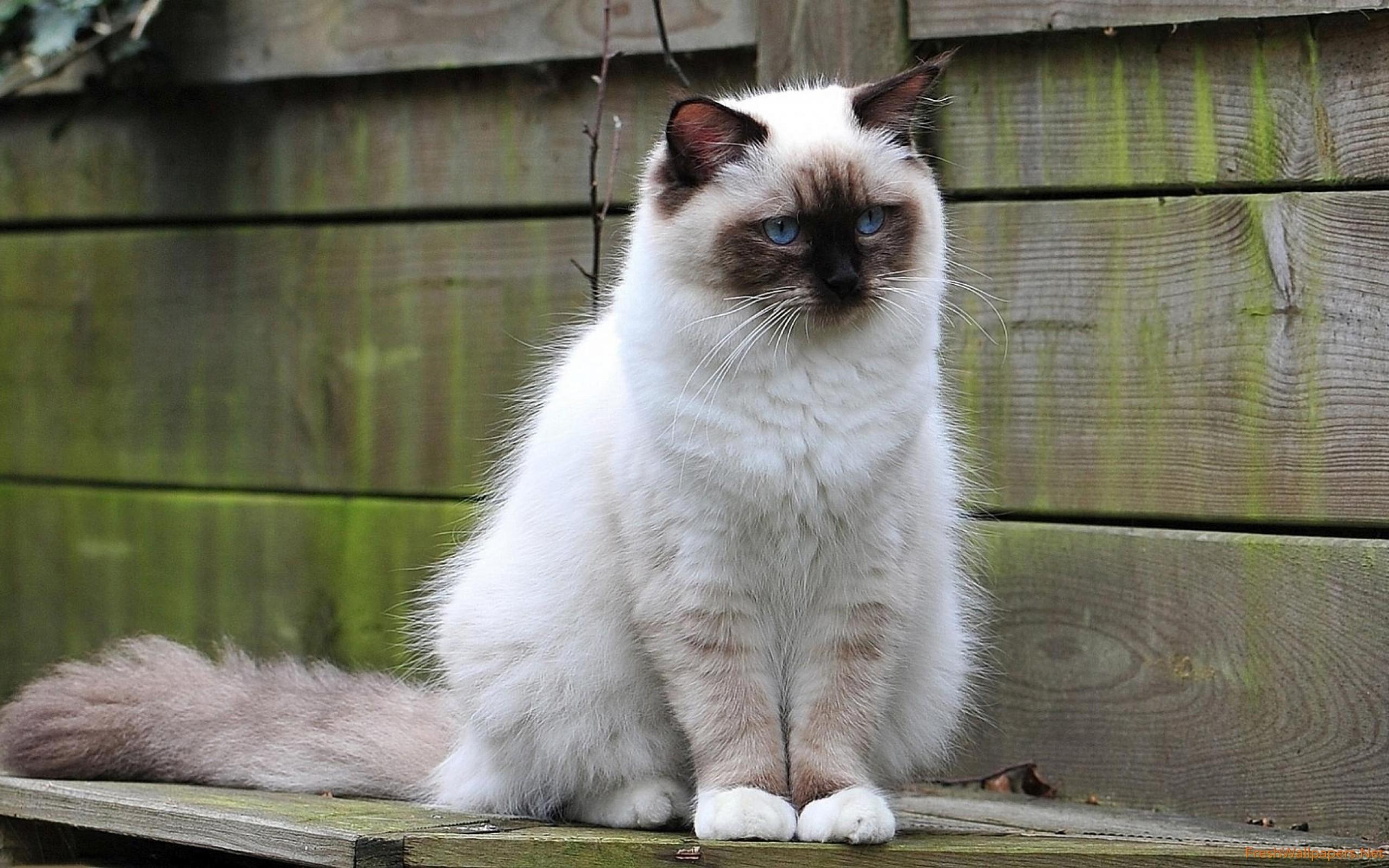 White fluffy cat by the wooden fence wallpaper