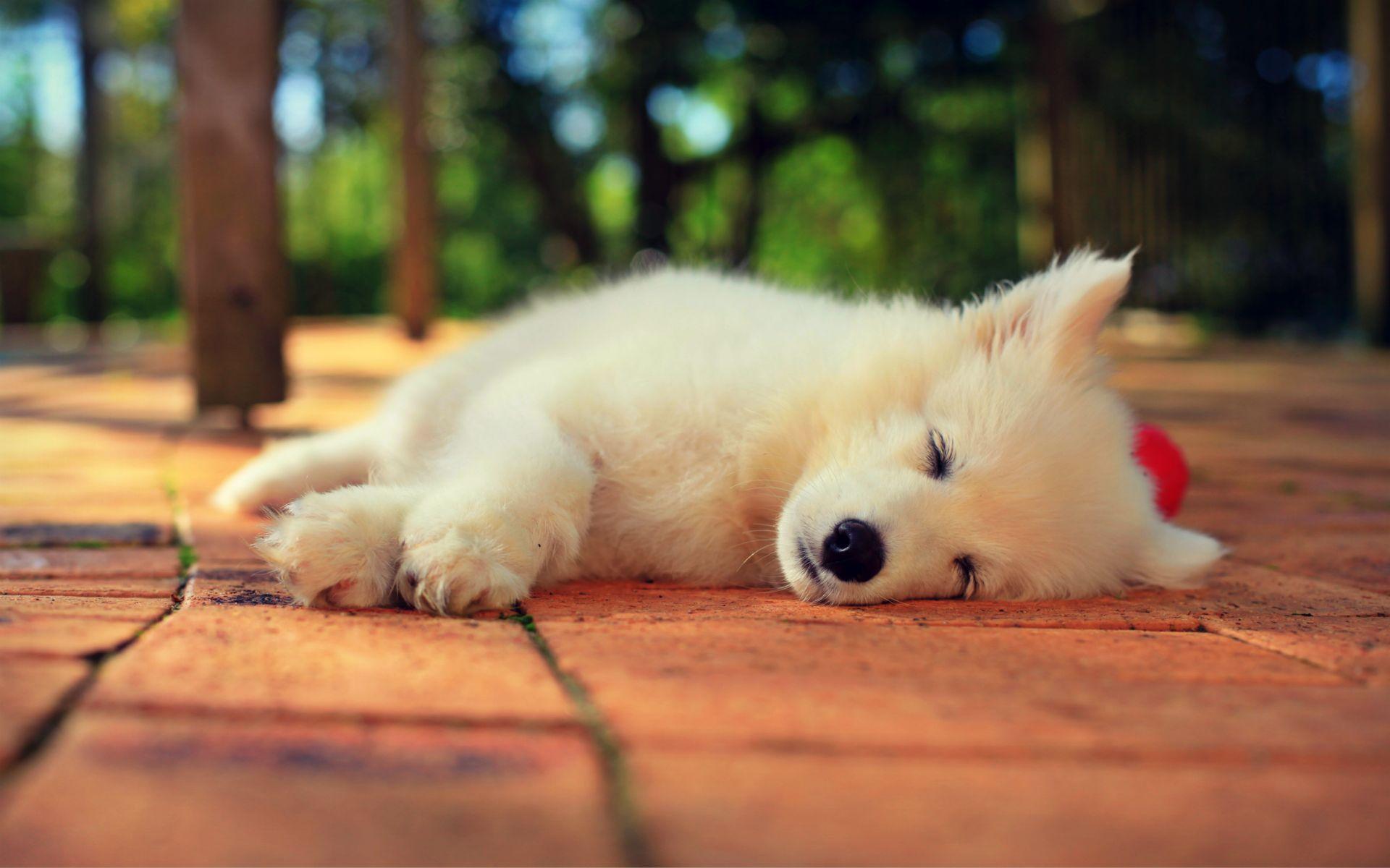 Samoyed Wallpaper. Samoyed Puppy