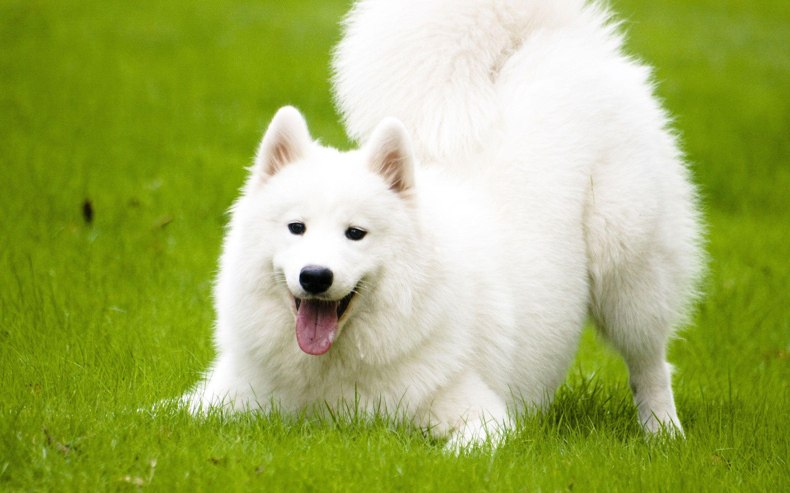 The Samoyed emulates a rarer and at the same time more