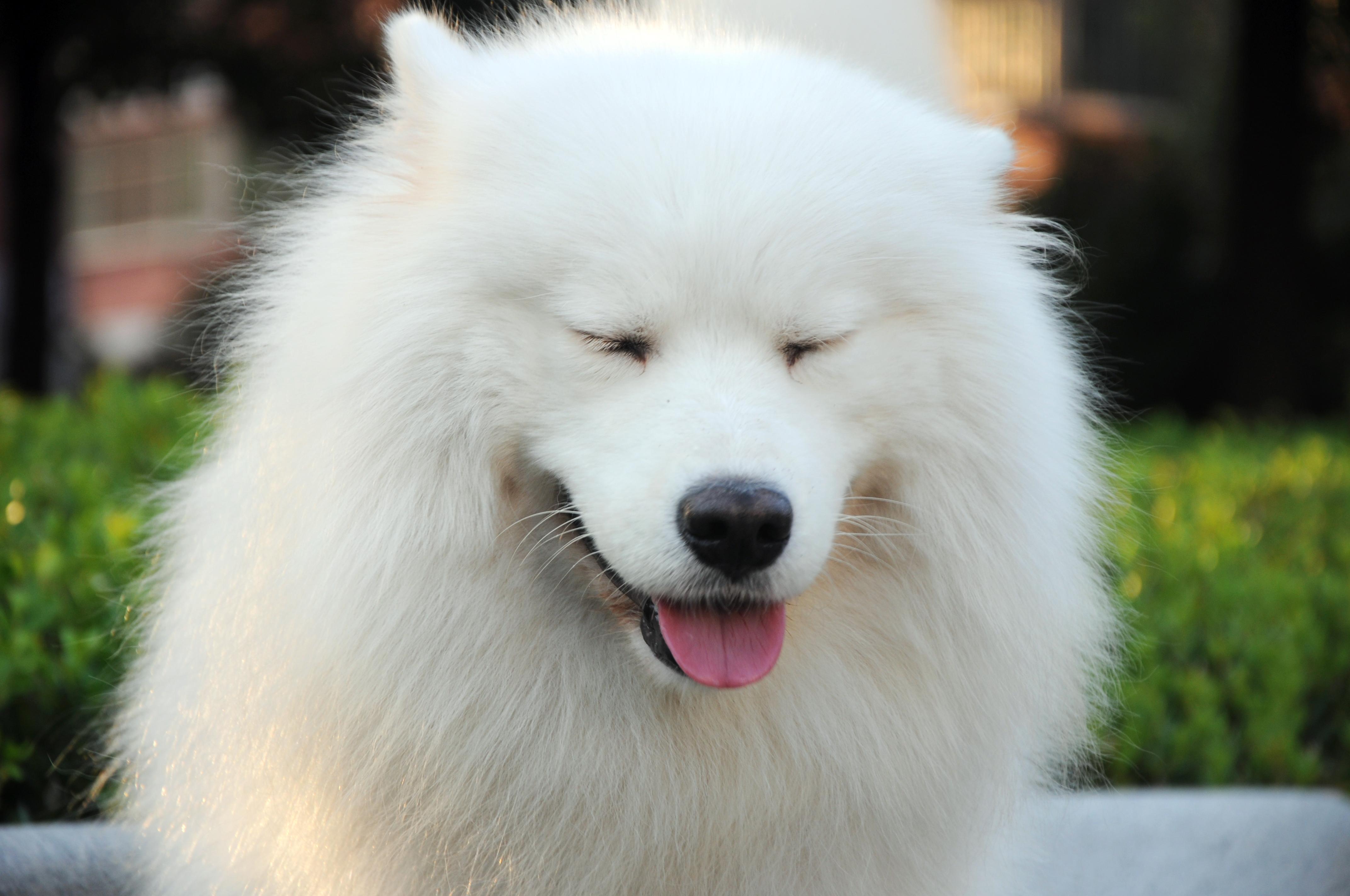 Samoyed HD Wallpaper and Background Image