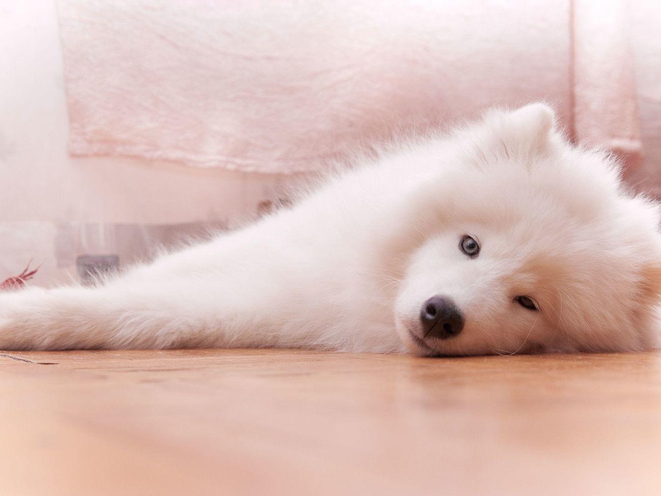 Samoyed Background. Samoyed Puppy