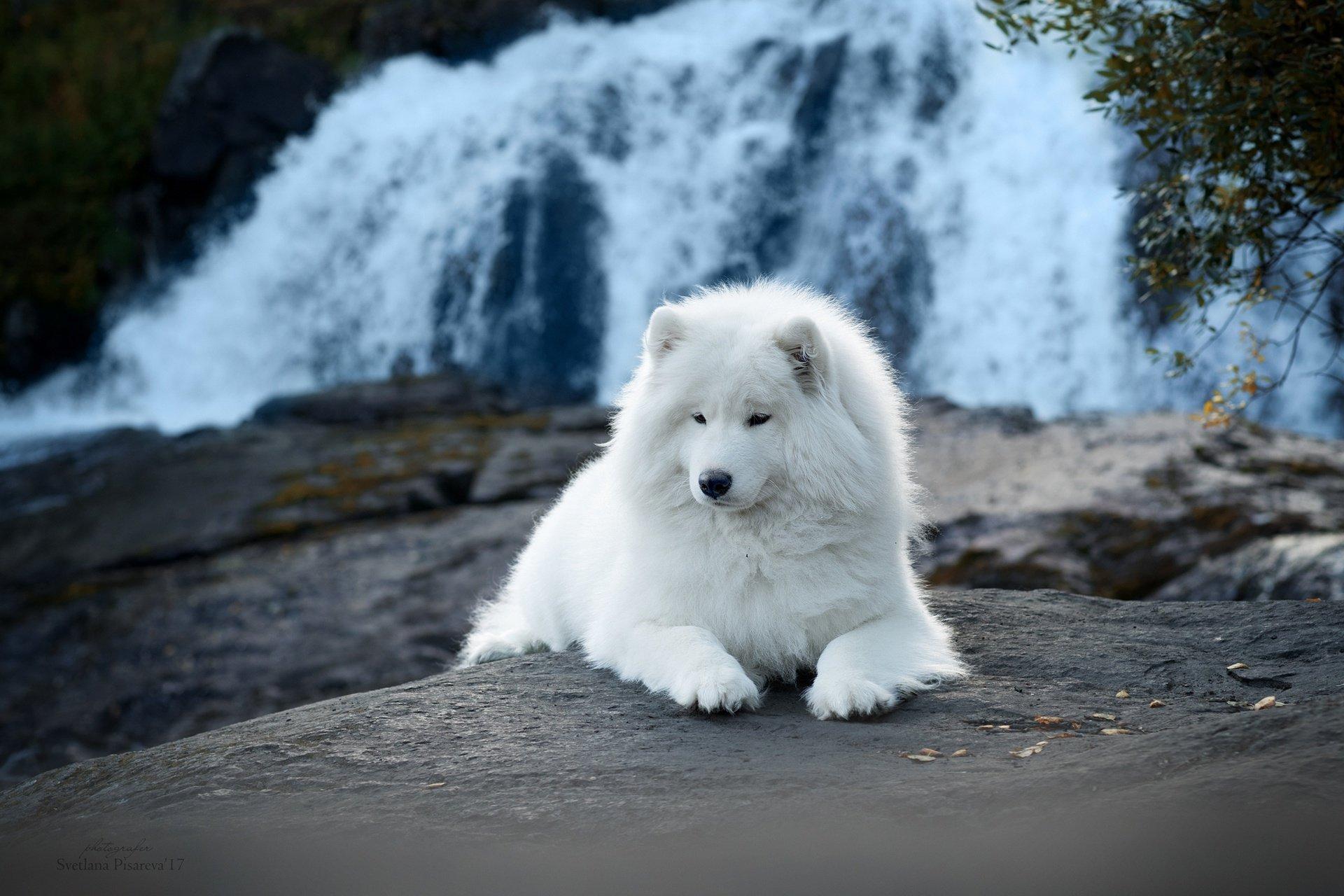 Samoyed Background