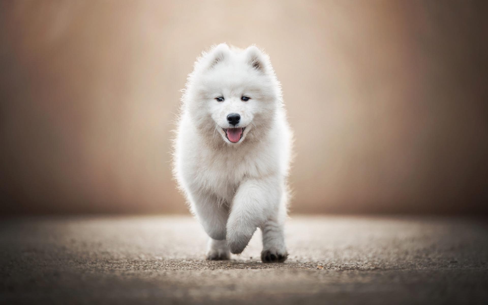 Download wallpaper Samoyed, small white puppy, cute fluffy