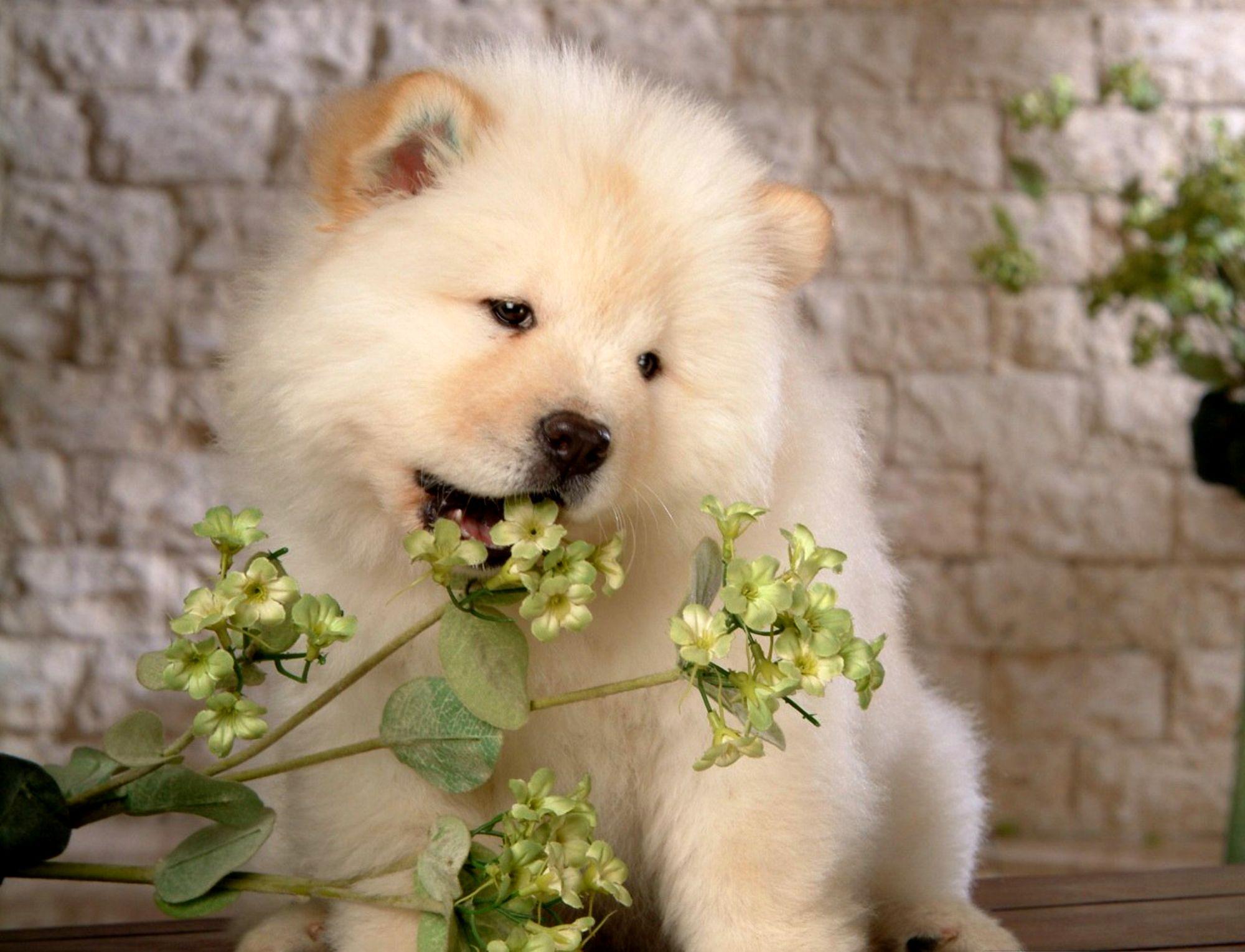 Samoyed HD Wallpaper and Background Image