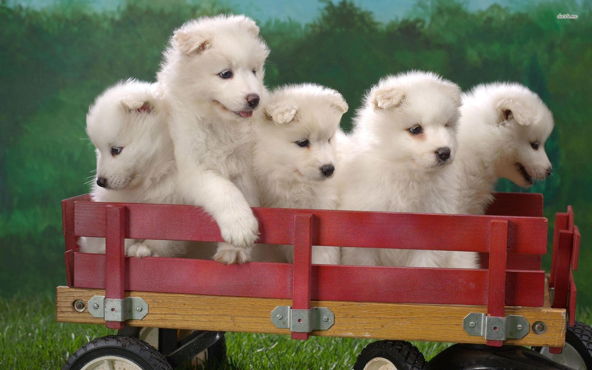Samoyed puppies wallpaper wallpaper