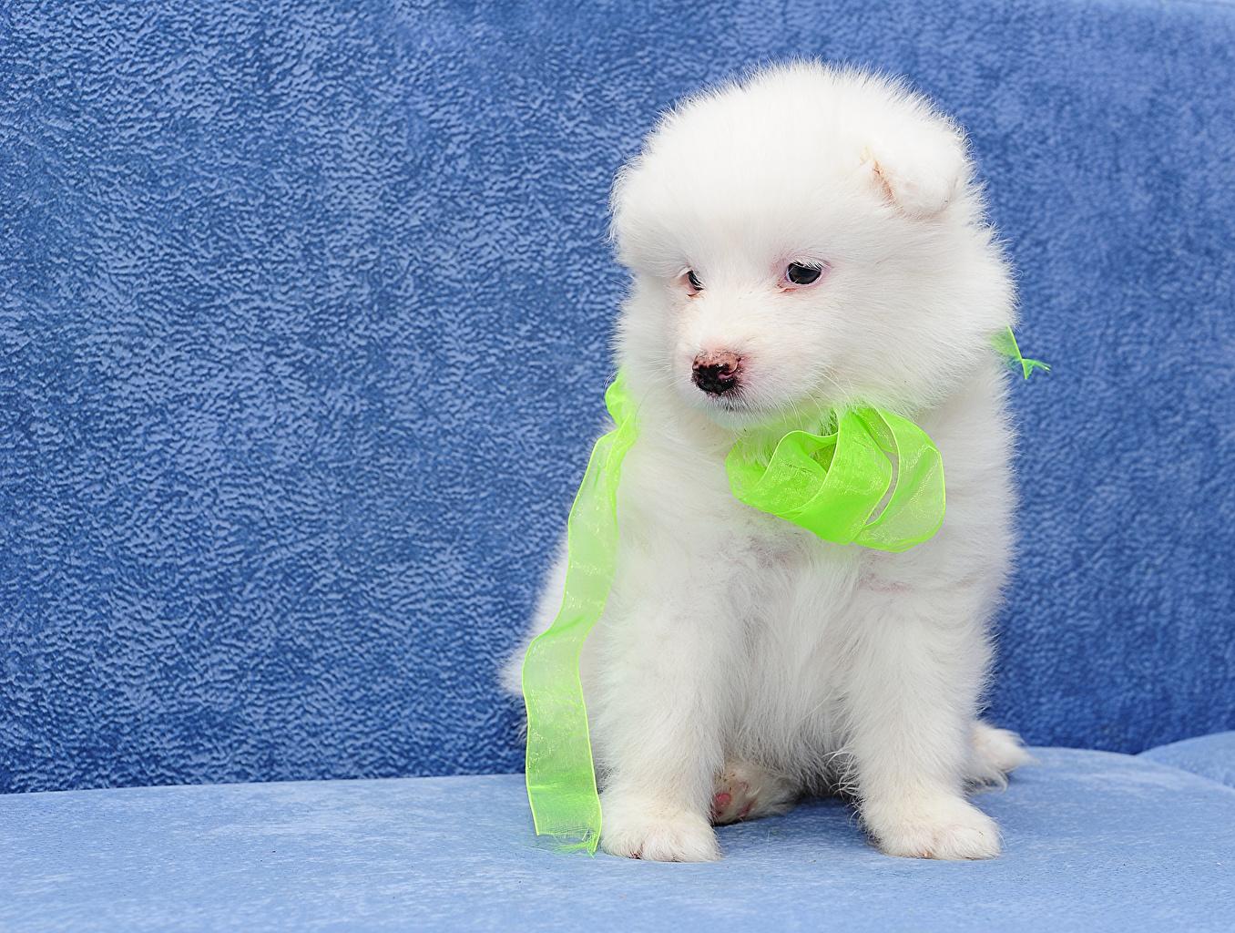 Image Puppy Samoyed dog dog White Animals