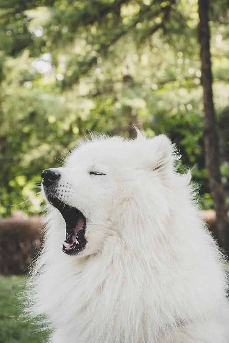HD wallpaper: adult Samoyed, japanese spitz, dog, yawn, cute, fluffy, animal
