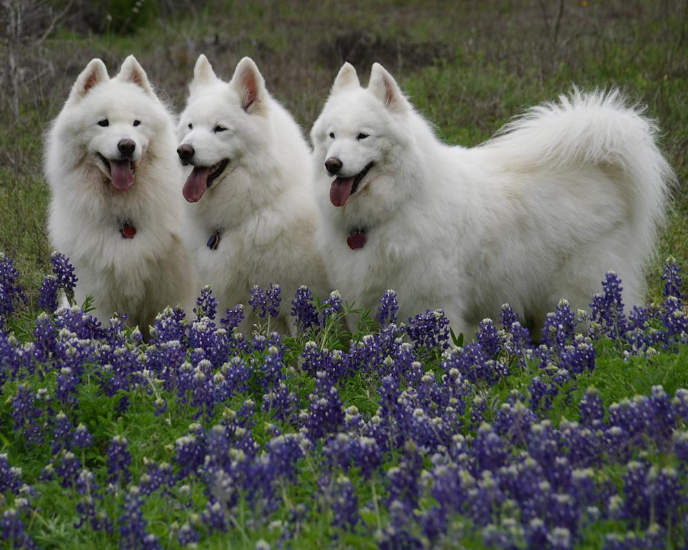 Free download dogs in flowers photo and wallpaper Beautiful