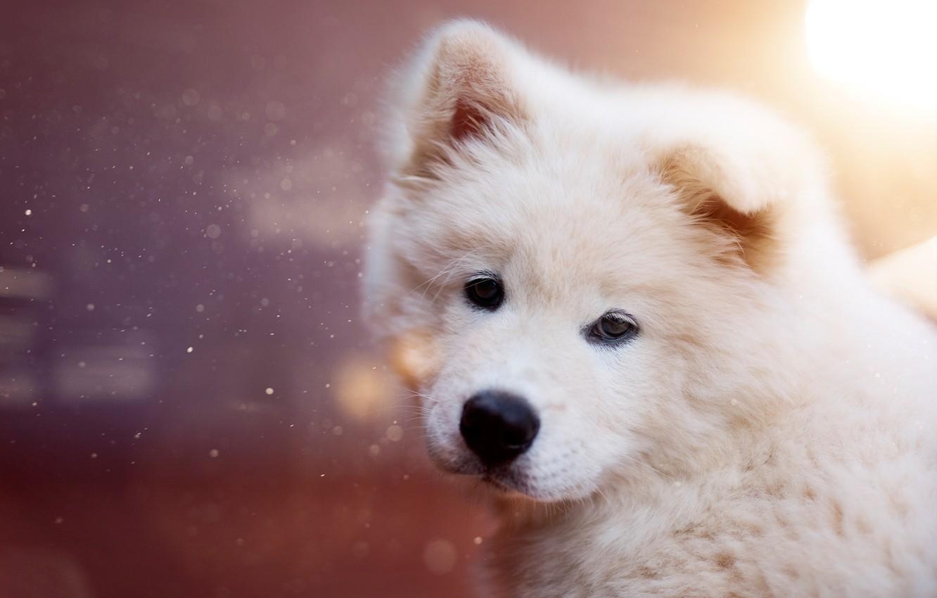 Wallpaper look, background, puppy, face, Samoyed image