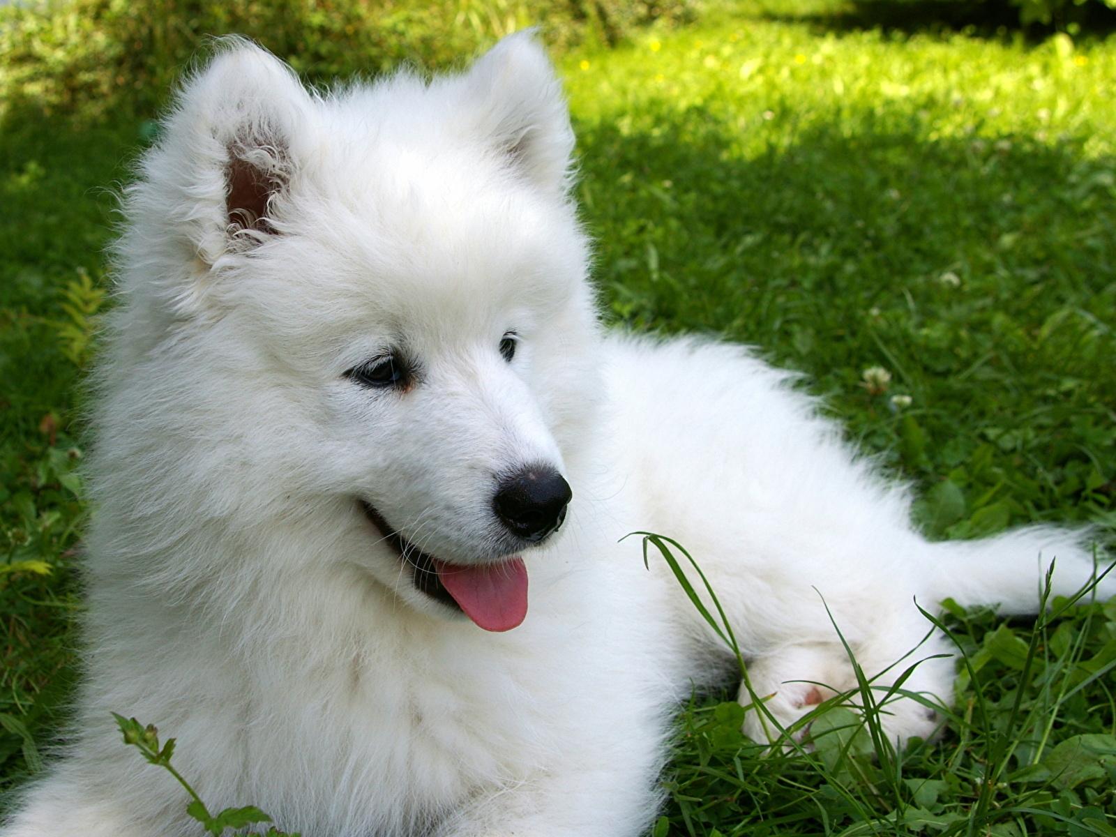 Picture puppies Samoyed dog dog White Fluffy Animals 1600x1200