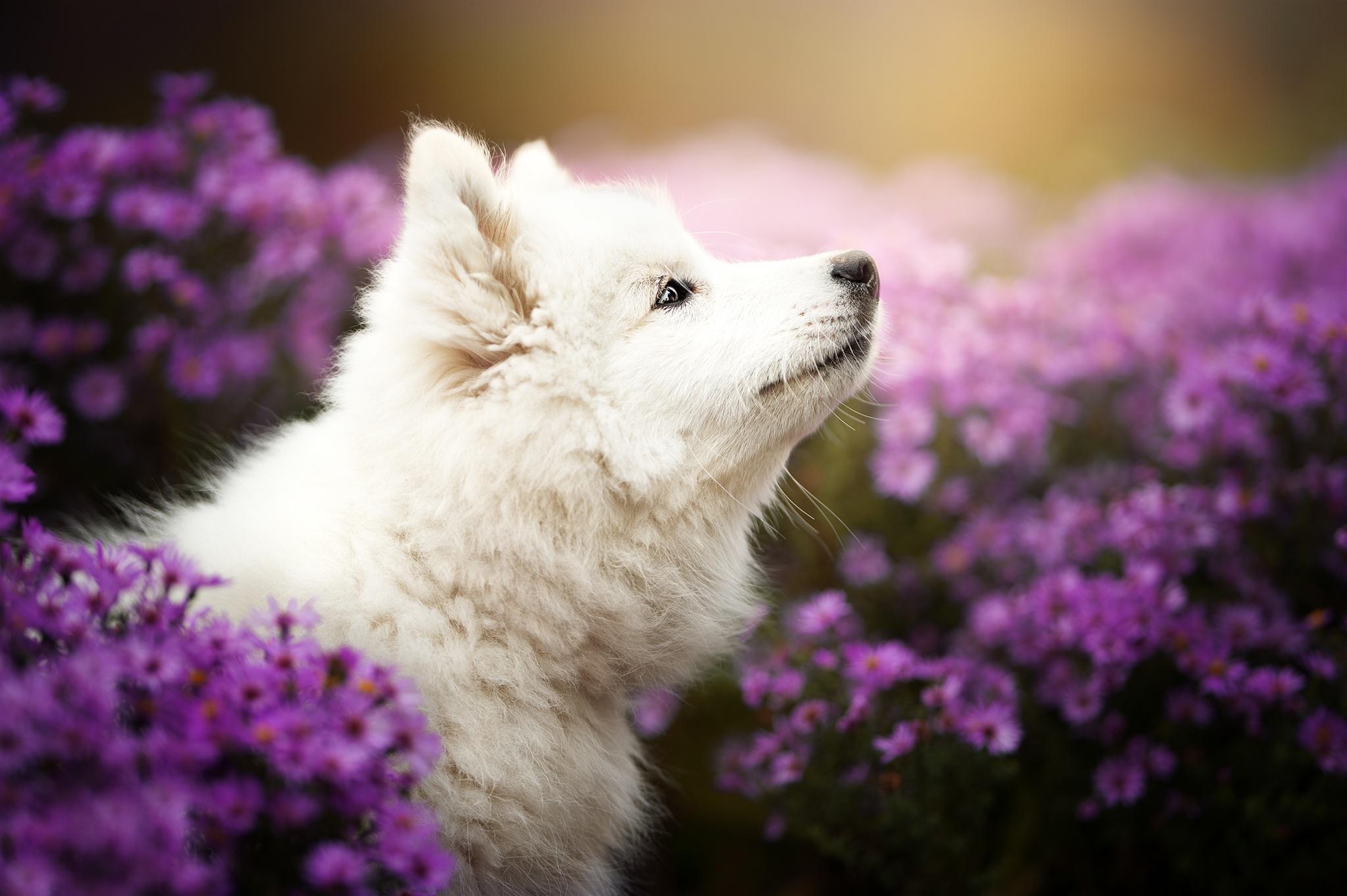 Samoyed HD Wallpaper and Background Image