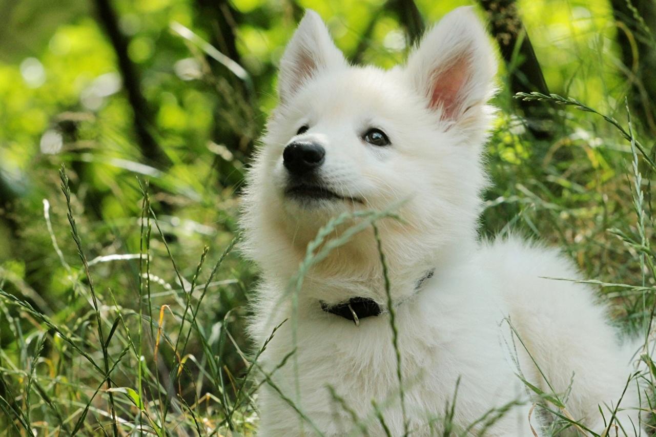 image Puppy Samoyed dog dog White Fluffy Grass Animals