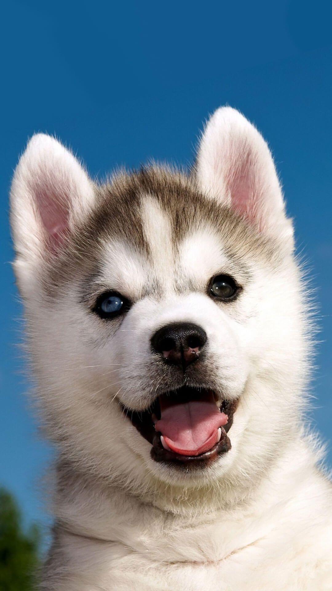 Cute Siberian Husky Puppy iPhone 6 Wallpaper. Dog wallpaper, Cute