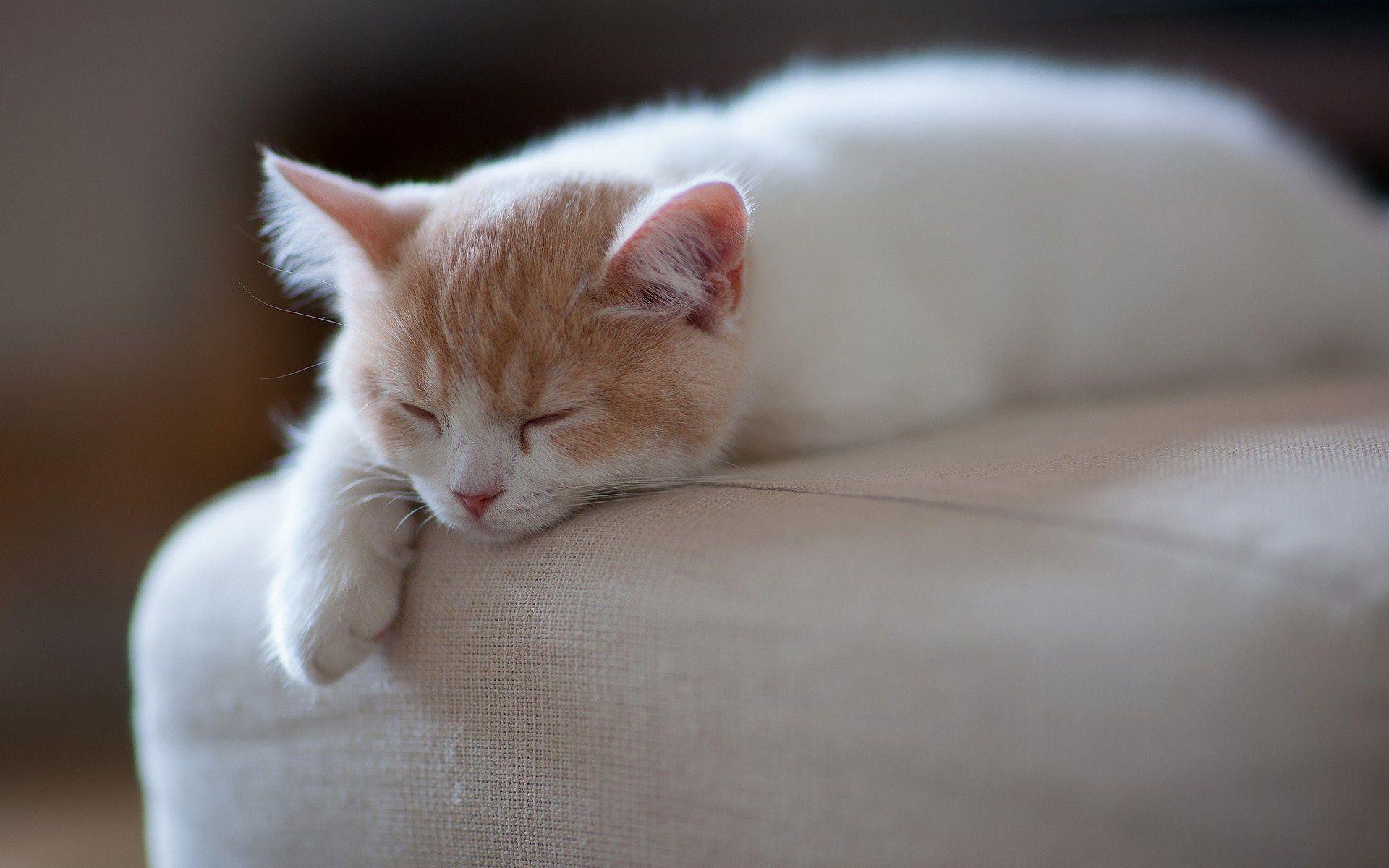 White Cat Sleeping On Sofa HD Wallpaper. Cat sleeping, Cat facts, Cats and kittens