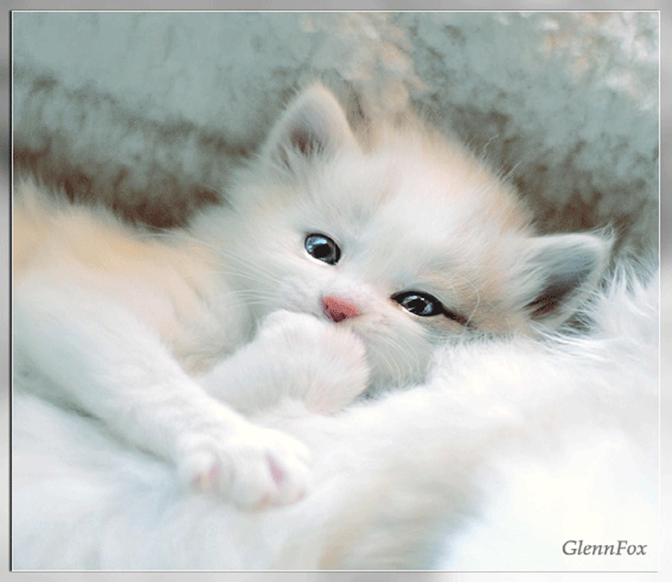 Very Cute kitty Sleeping Wallpaper. Very Cute, Animal, Cat