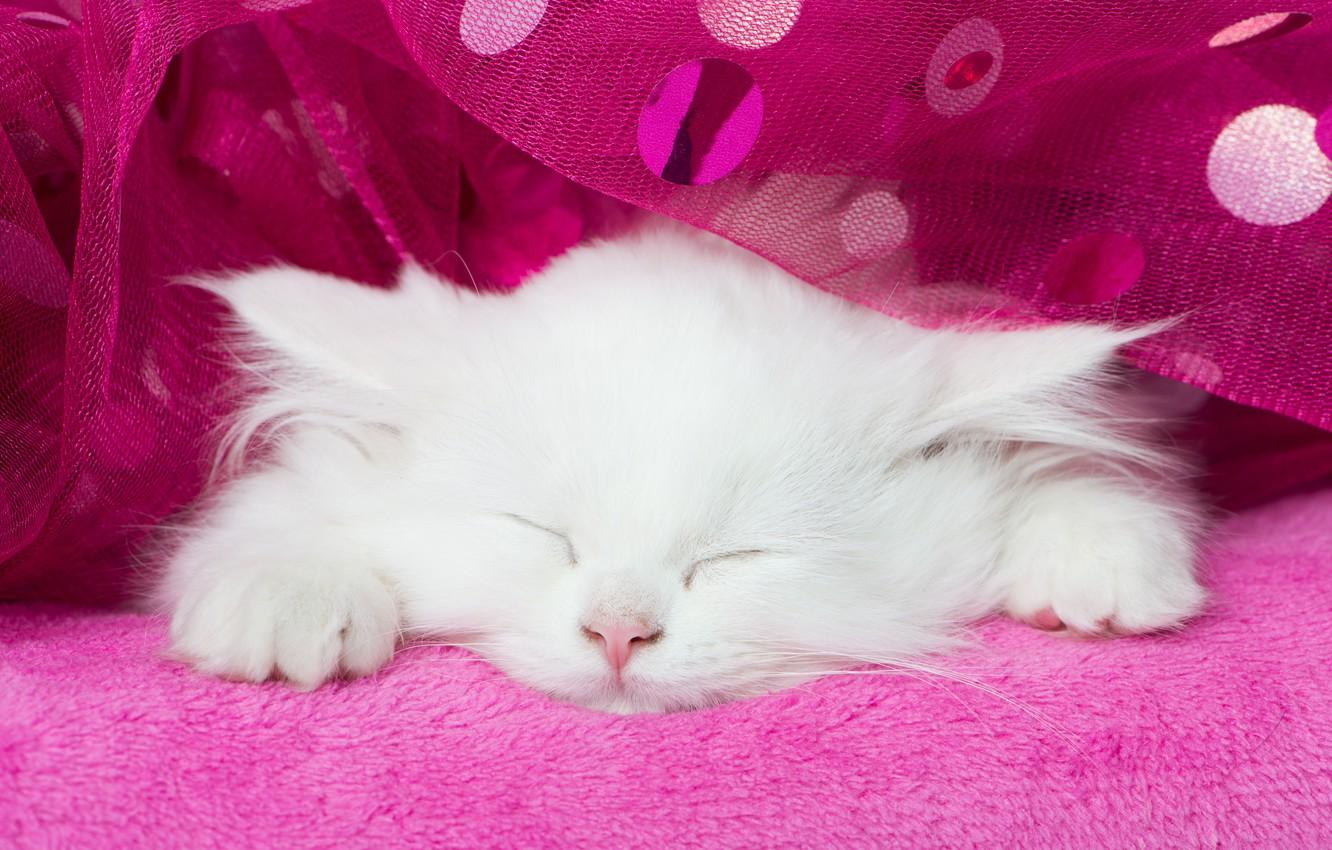 Wallpaper white, sleep, muzzle, kitty, tulle, sleeping