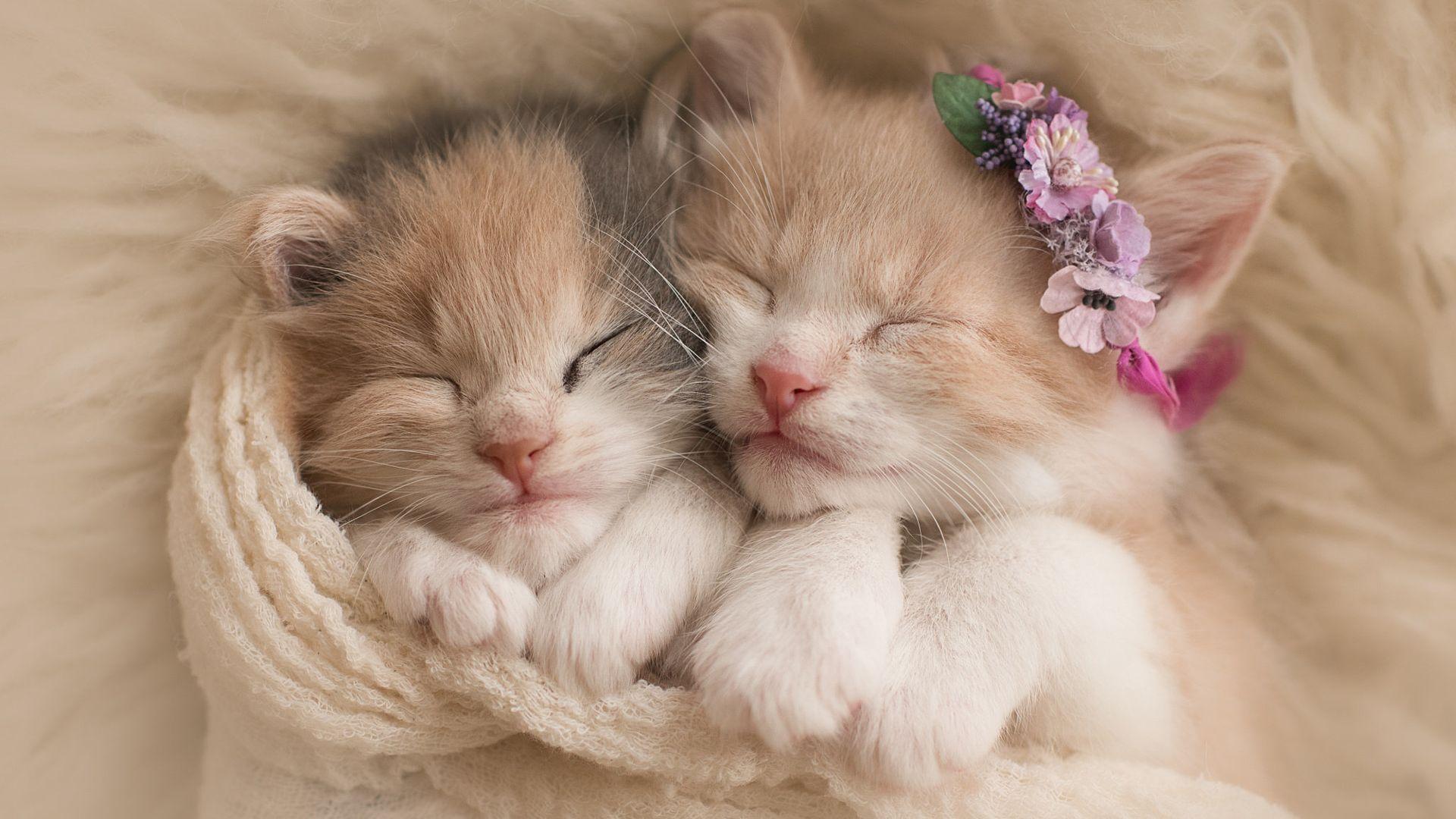 Kittens Sleeping Together Wallpaper