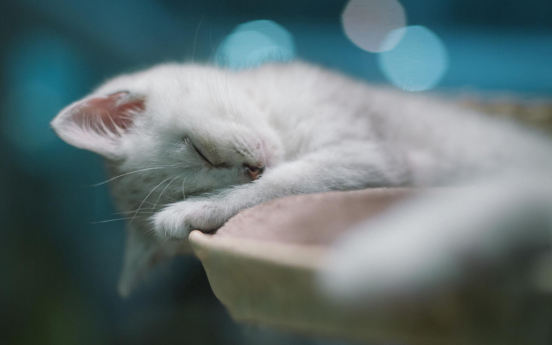 Download wallpaper American Shorthair, kitten, white cat