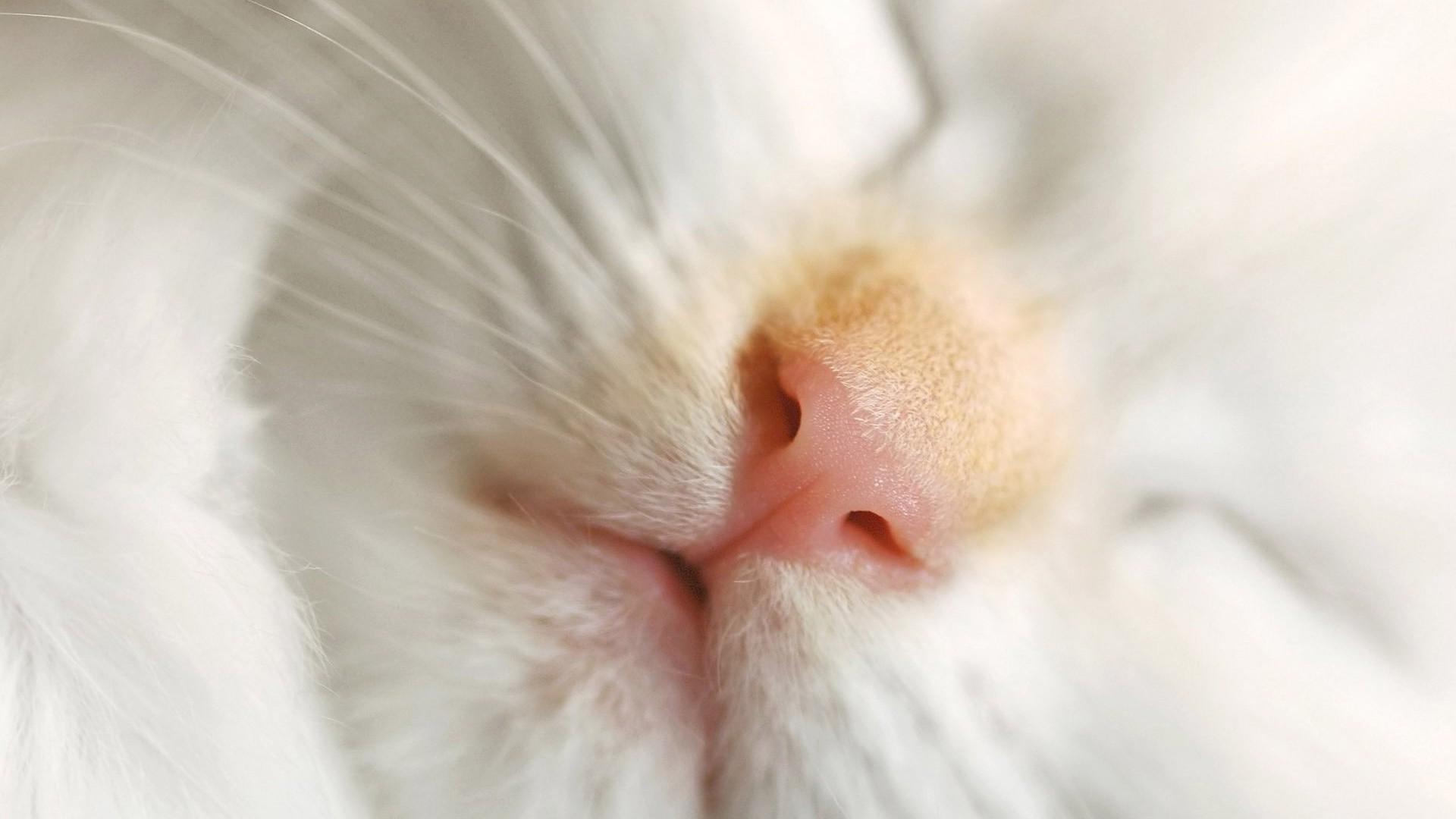 Muzzle of a sleeping white kitten
