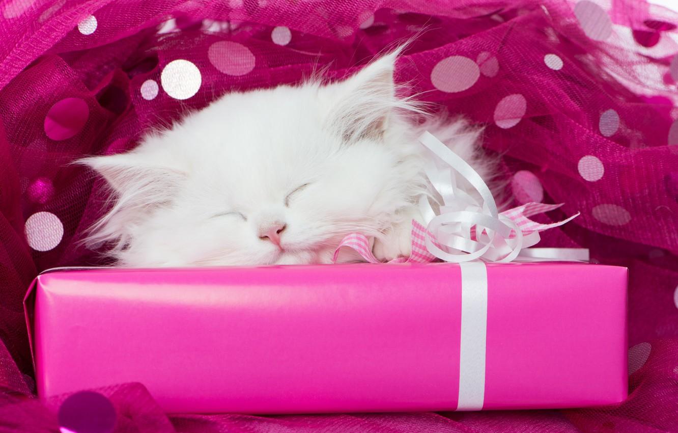 Wallpaper white, gift, sleep, muzzle, kitty, tulle, sleeping