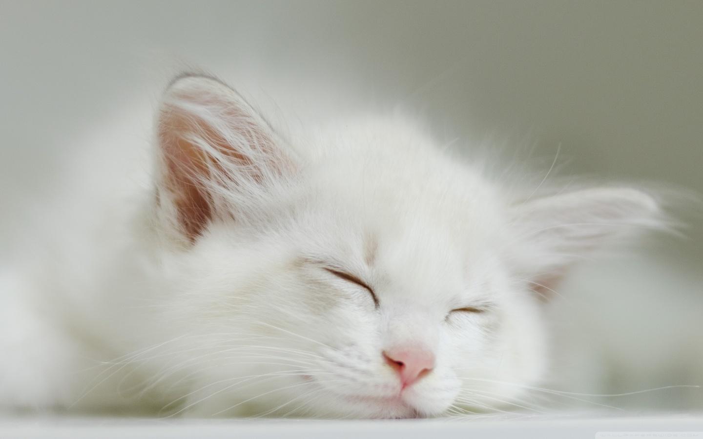 White Kitten Sleeping Ultra HD Desktop Background Wallpaper