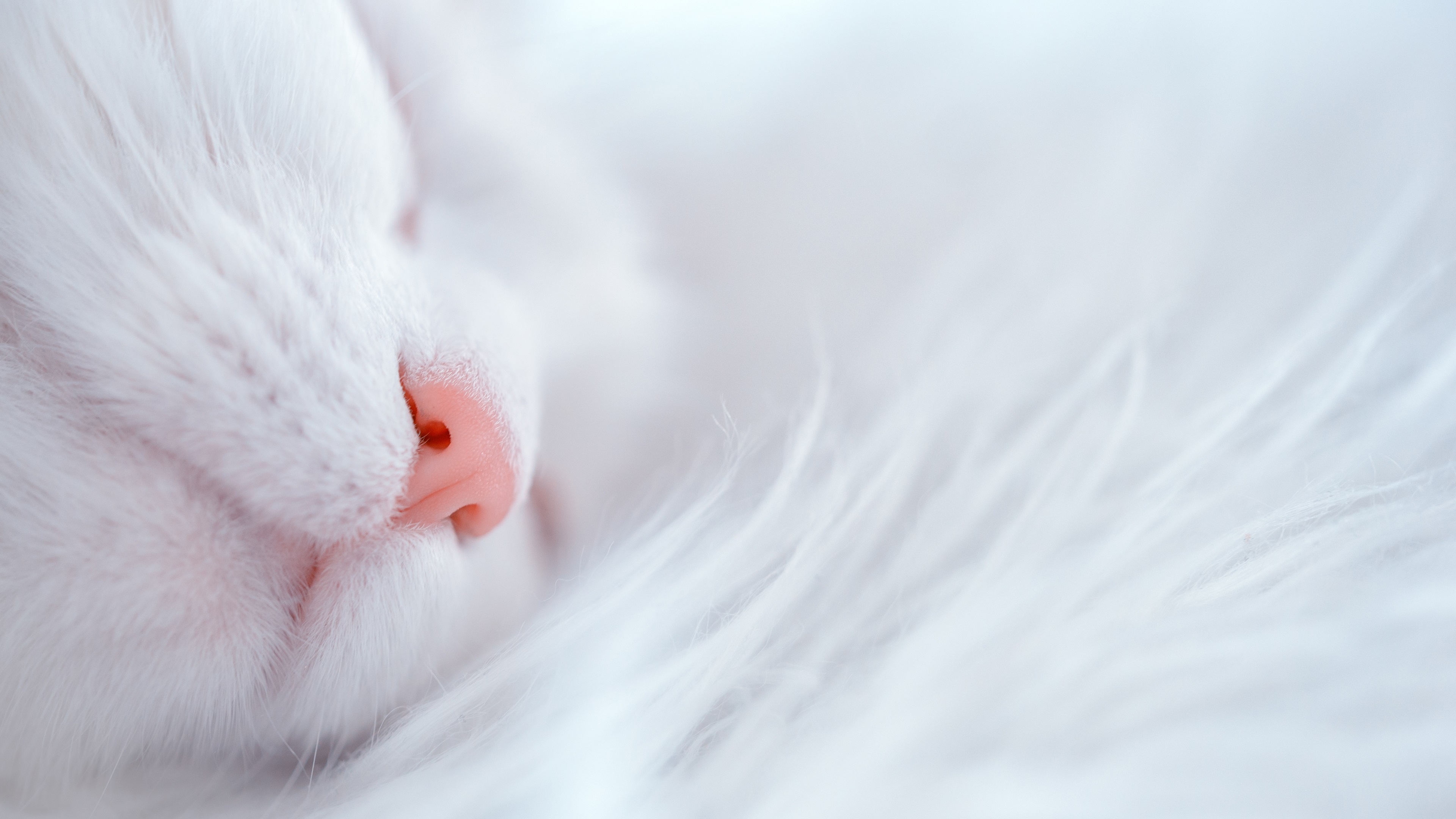 Wallpaper White cat sleep, nose, furry kitten 3840x2160 UHD