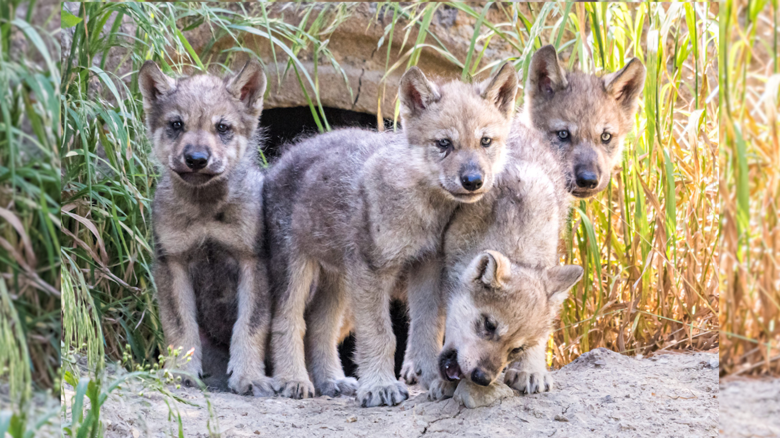 Adorable, 6 Week Old Wolf Pups Ready For Visitors At Oakland Zoo