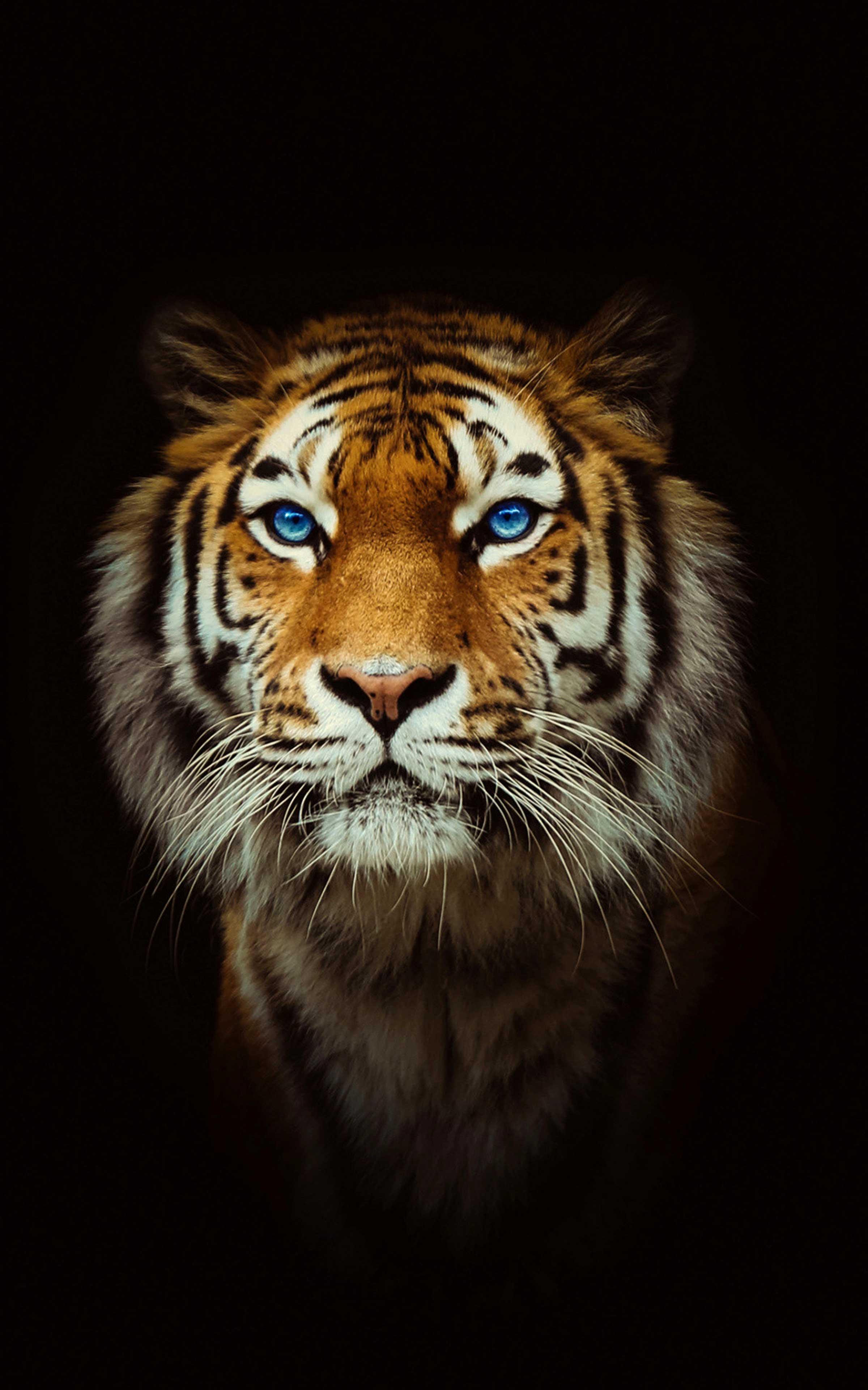 Awesome Tiger Wallpaper Free Awesome Tiger