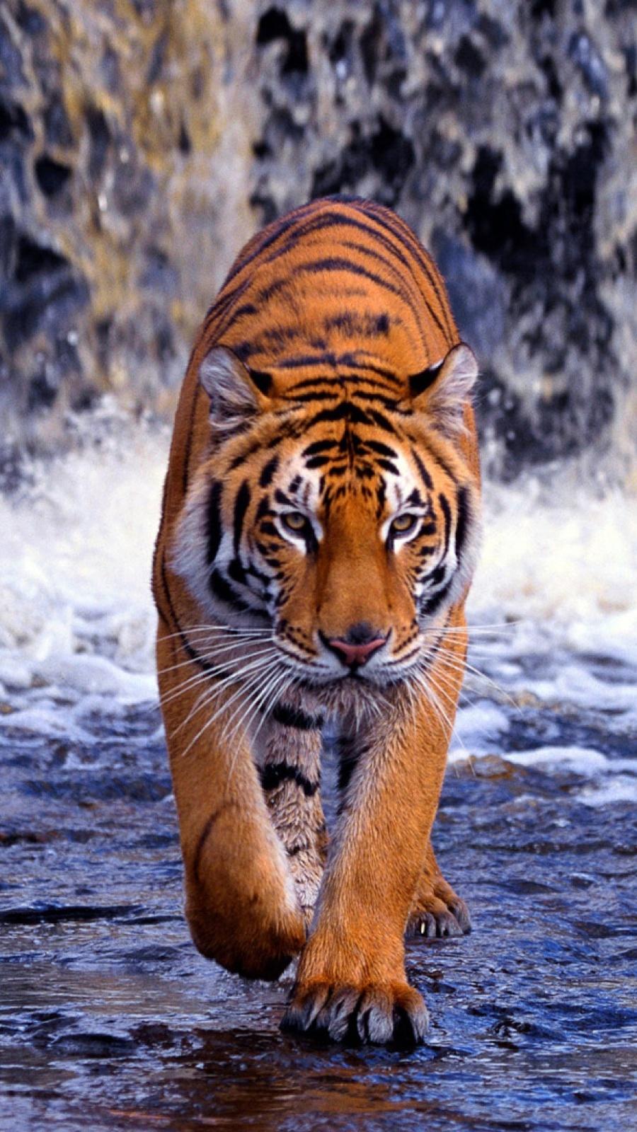 Tiger iPhone Wallpaper Free Tiger iPhone Background