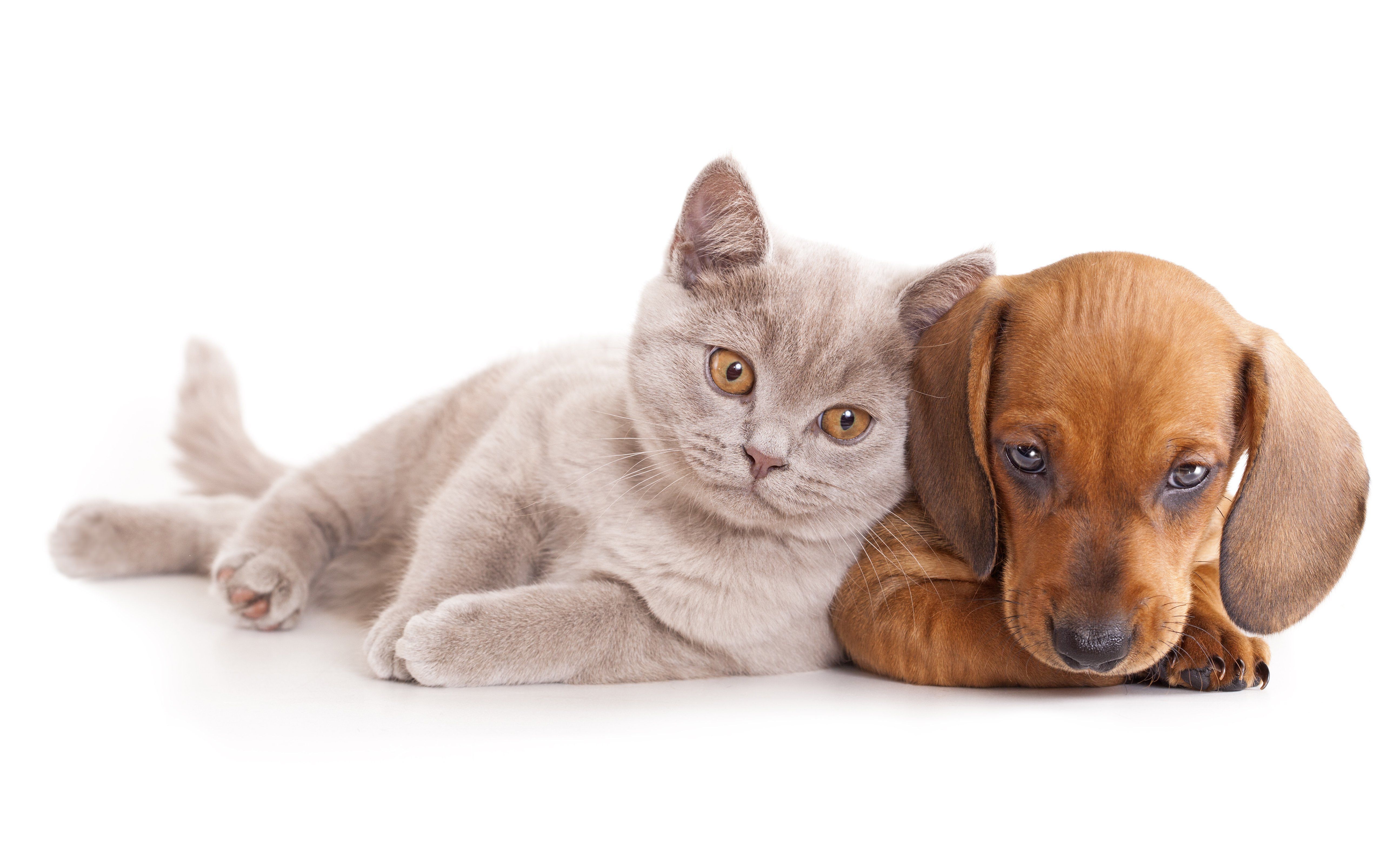 Cats and Dogs Wallpaper Free Cats and Dogs