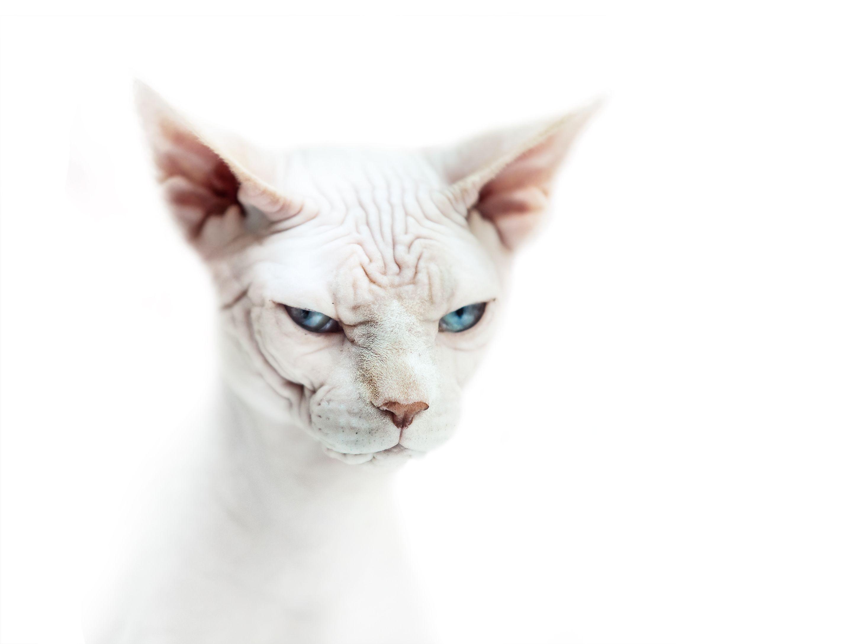 Bald Cat Wallpaper