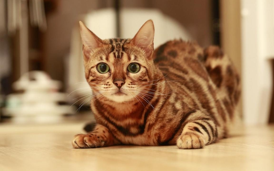 Brown Bengal Cat Animal Cat Cats Pet Bengal Cat Wallpaper