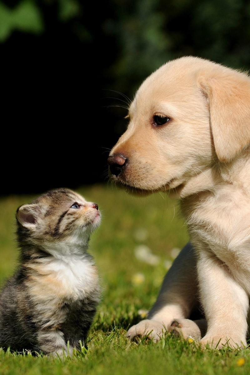 Download wallpaper 800x1200 dog, cat, kitten, puppy, grass