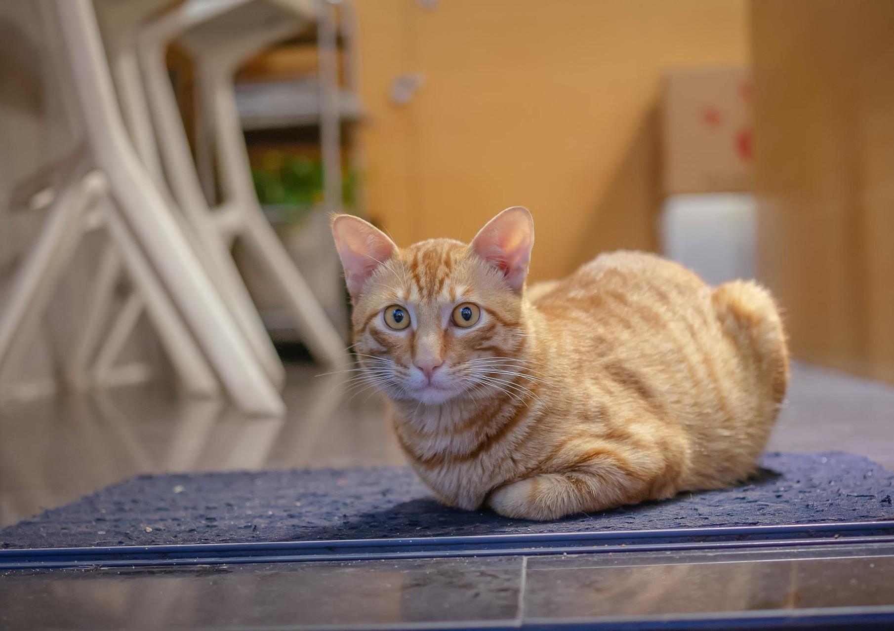 HD Cat Wallpaper, Kitten Image, Free Cat Image, Claw