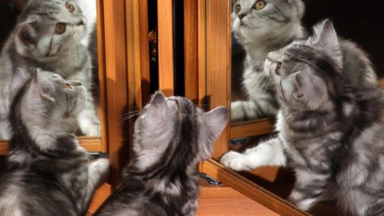 HD Cat Wallpaper, Cute Cat Photo, Claw, Hairy, Pets