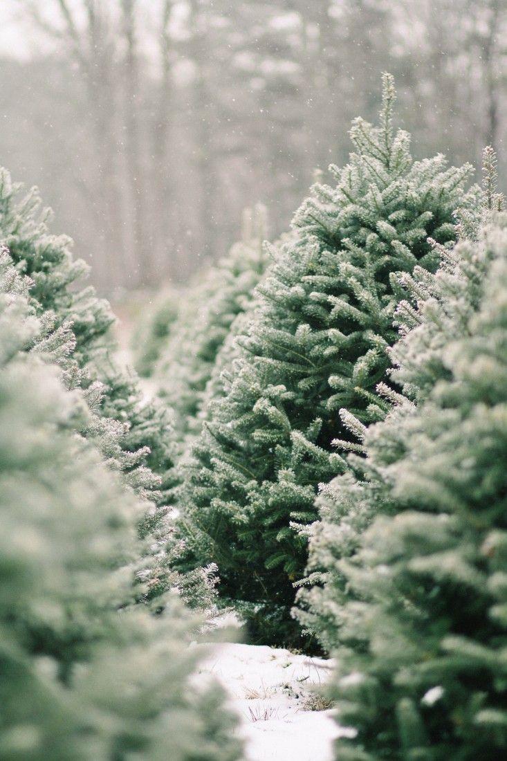 Shopper's Diary: A Christmas Tree Farm in Maine. Christmas