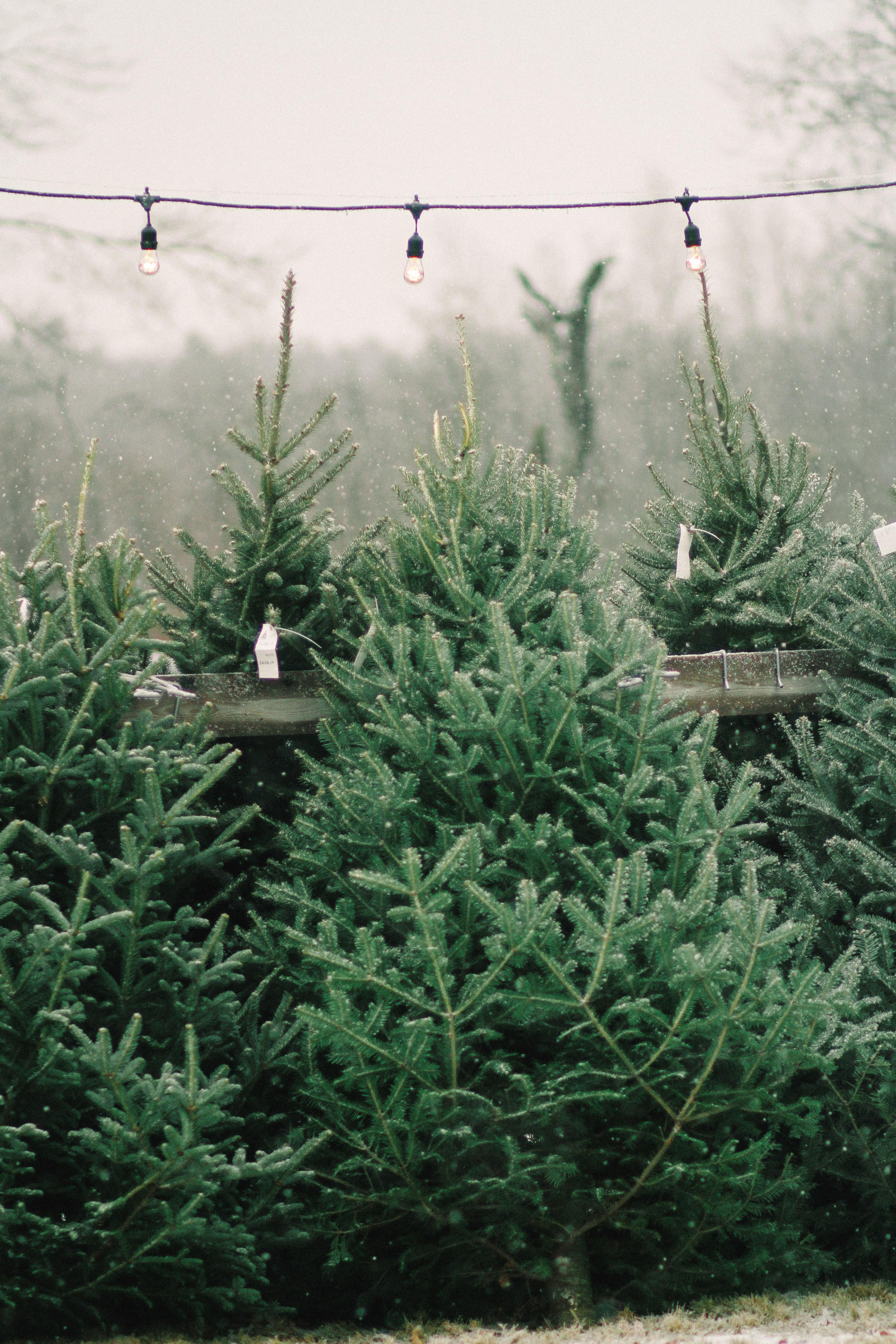 Free download Shoppers Diary A Christmas Tree Farm in Maine