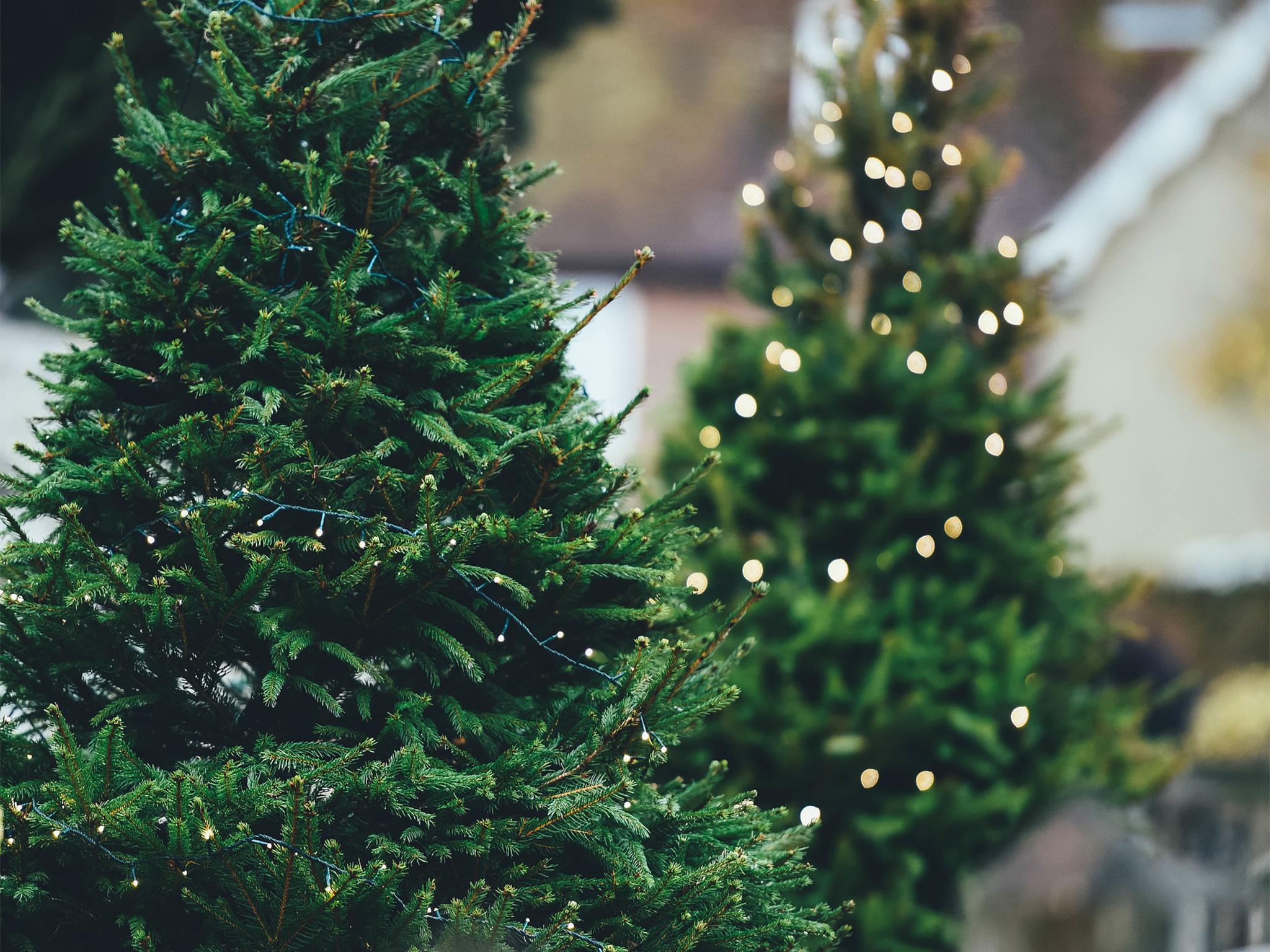 Where to buy Christmas trees in Sydney
