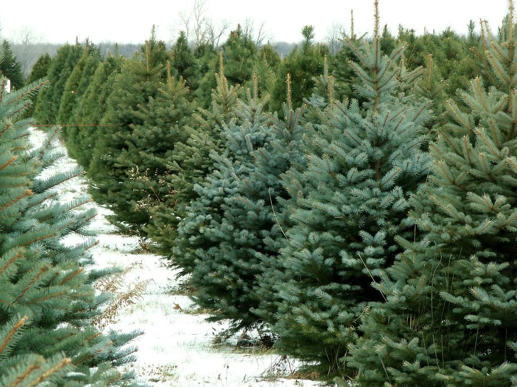 Hilltop Christmas Tree Farms Christmas Trees. This picture