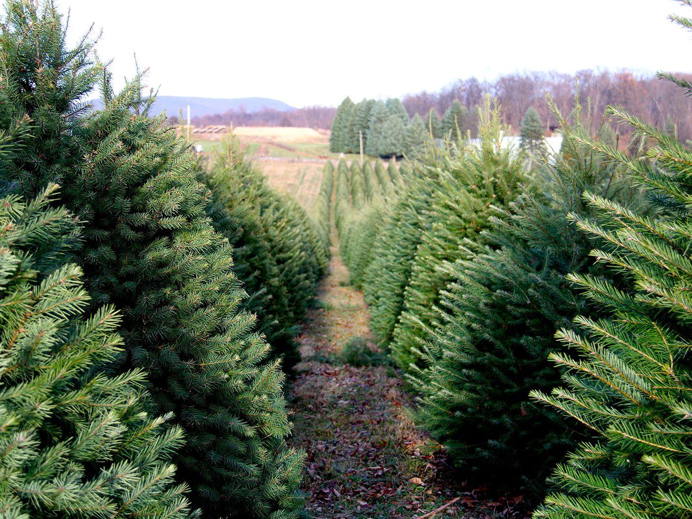 Labor of Love: The Story of One Christmas Tree Farm